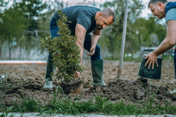 Tree and Shrub Care