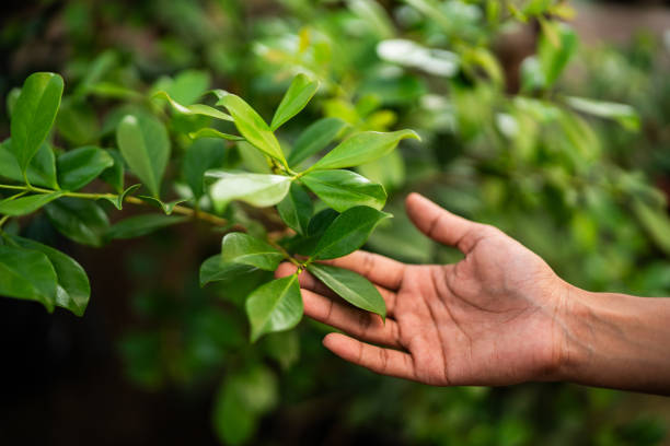 Professional Tree Care Services in Spring Hill, FL