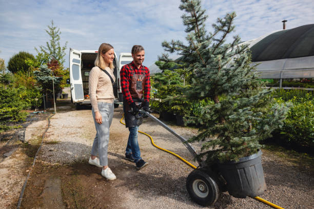 How Our Tree Care Process Works  in  Spring Hill, FL